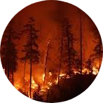forest fire